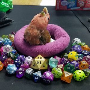 Meet your Posher, Layla